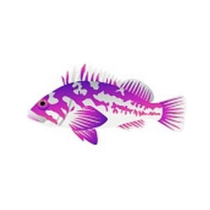 Purple Rockfish